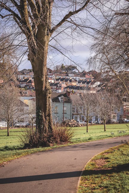 A large, leafless tree situated next to a paved pathway in a park, with several small trees and bushes along the walkway. In the background, there is a residential area with closely packed houses on a hillside, featuring varied roof styles and colors, and a row of parked cars along the street. The scene appears to be during daytime with partly cloudy skies. The focus is on the outdoor environment which could be part of an area where home relocation and furniture transport are planned, related to house removals services offered by Man with Van Bellingham.